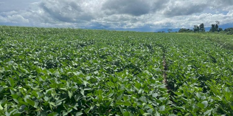 Para agricultores do Noroeste paulista, o custo de produção da soja deve aumentar