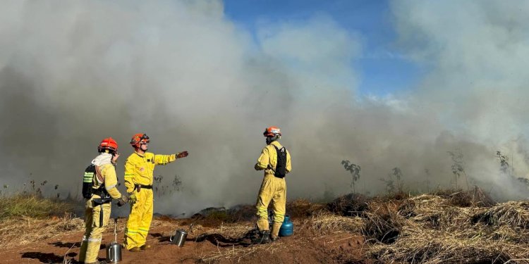 Força-tarefa inicia queima controlada na Floresta Estadual e Estação Ecológica de Rio Preto