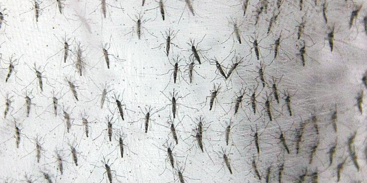 São Paulo ultrapassa Rio Preto em casos de dengue