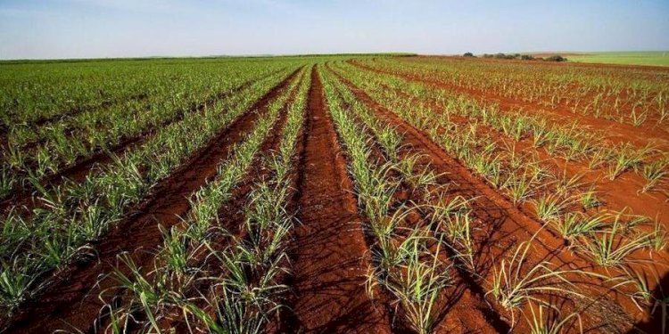 Práticas sustentáveis nos canaviais remuneram produtores no Noroeste paulista