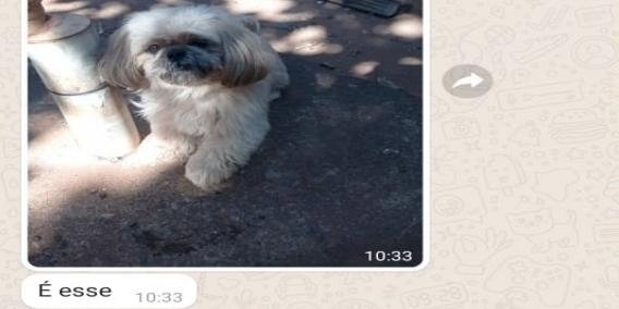 MP denuncia mulher que exigiu dinheiro para devolver shih-tzu em Rio Preto