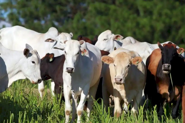 Frigoríficos param produção para os EUA após tarifa de 50%