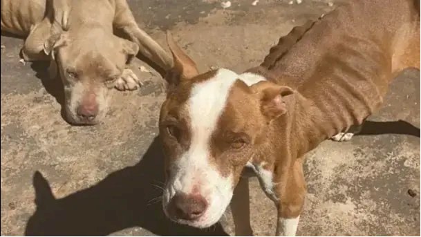 Pit bulls abandonados são resgatados em estado de desnutrição em Rio Preto