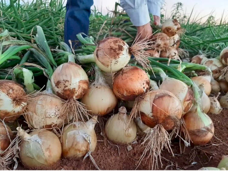 Queda no preço da cebola tem impacto na produção regional