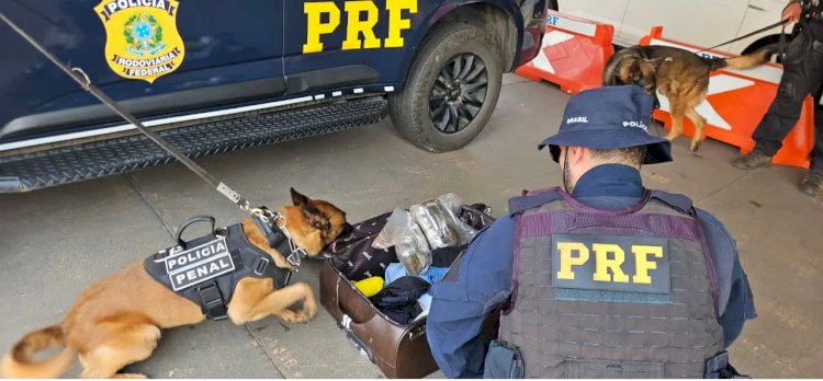 Com a ajuda do cão Thor, PRF de Rio Preto prende passageiro com 4kg de drogas em mala
