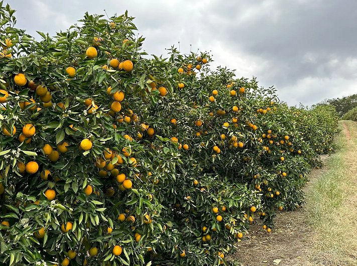Citricultores apontam desafios com a qualidade da laranja