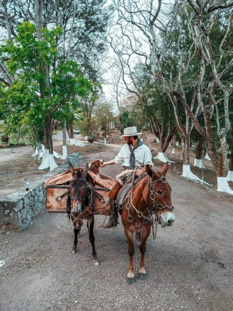 Morador de Orindiúva volta dos EUA para o Brasil montado em uma mula