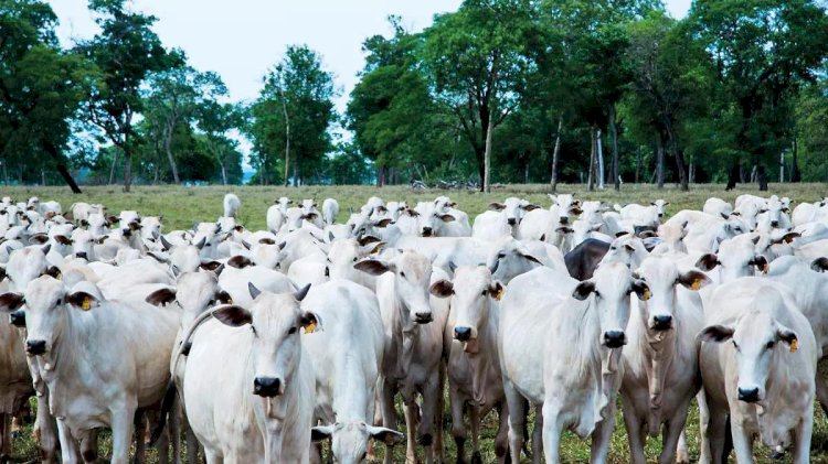 Pecuária avança em produção e região ganha Centro de Pesquisas
