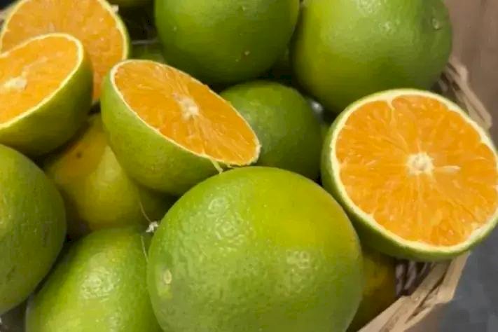 Citricultura e greening