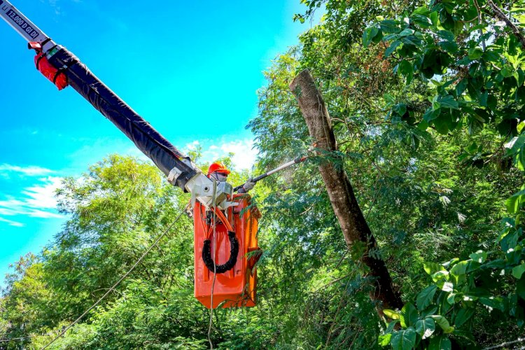 Programa de arborização vai substituir 300 árvores que apresentam risco em Rio Preto