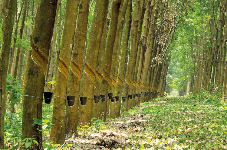 Excesso de borracha no Noroeste paulista preocupa setor nesta safra