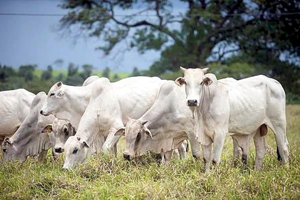 Cana-de-açúcar e clima