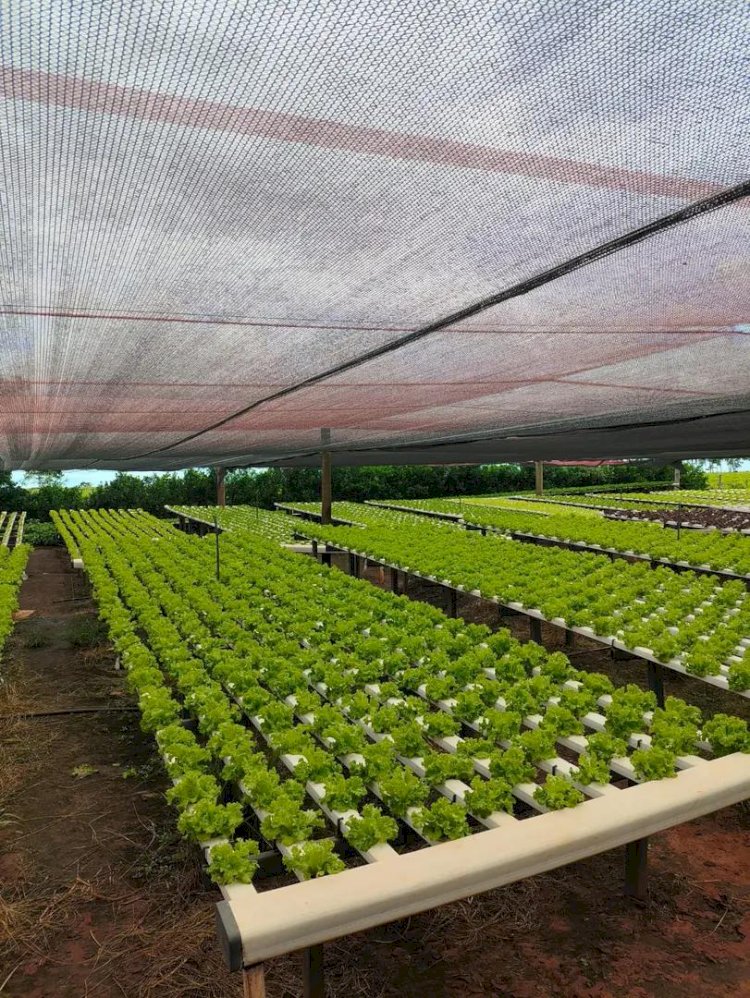 Produtores de hortaliças investem em tecnologia no campo