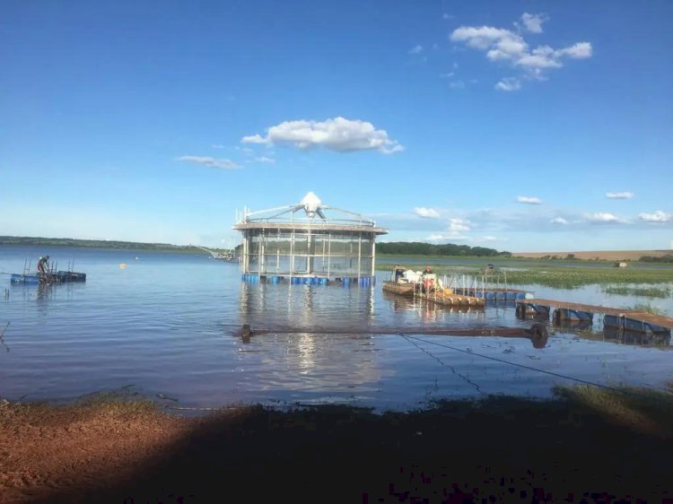 Pesquisa avalia cultivo de tilápia em tanques-rede da região