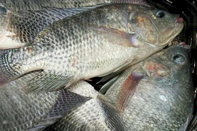 Peixe BR solicita suspensão da importação de filé de tilápia do Vietnã por São Paulo