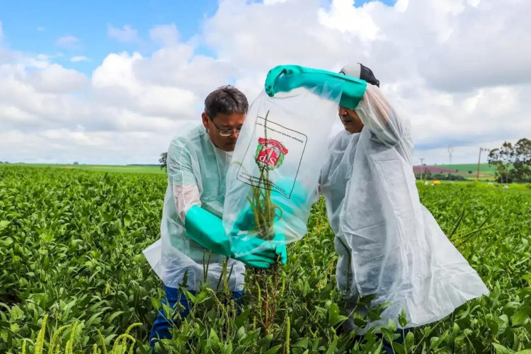 Caruru-gigante é detectado pela primeira vez em plantação de Mirassol