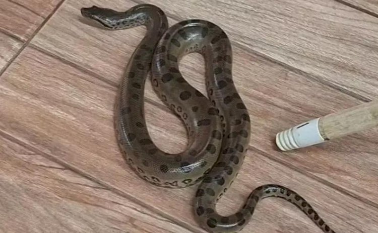 Filhote de sucuri é encontrado em sala de creche em Mirassolândia