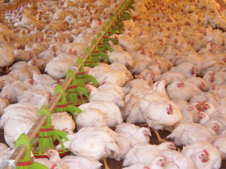 Exportações de carne de frango caem