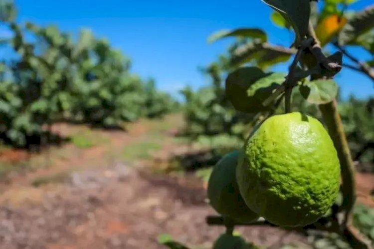 Goiaba tailandesa amplia produção nos pomares da região