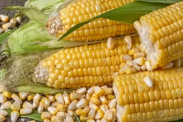 Clima seco dificulta plantio de milho verde