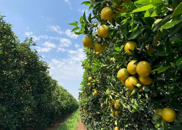 Preços e safra reduzida pressionam produção de laranja