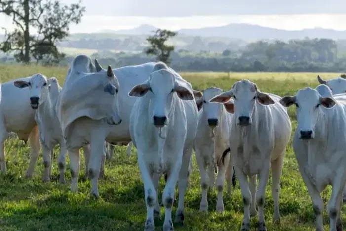 Região de Rio Preto se destaca no agronegócio estadual