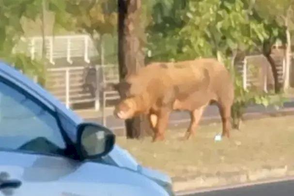 GCM de Rio Preto faz 'acareação' para descobrir verdadeiro dono de 'porco do rolê'