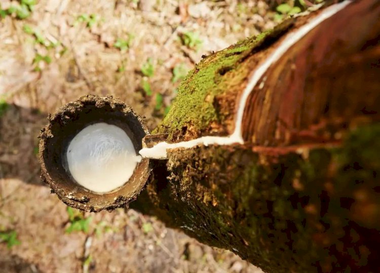 Borracha natural valoriza produção do agronegócio na região