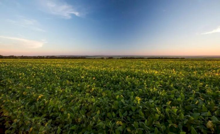 Safra que se inicia exige cautela do produtor neste ano