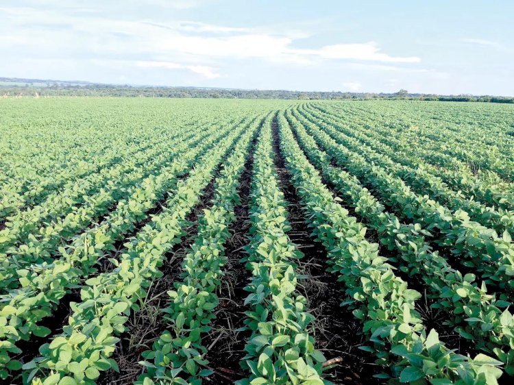 Safra recorde de soja pressiona preços